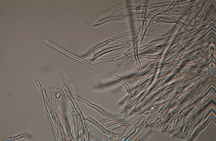 Climacocystis borealis (Fr.) Kotl. & Pouzar